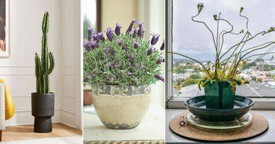 10 Most Popular Houseplants According to TikTok - balconygardenweb.com - city Sansevieria
