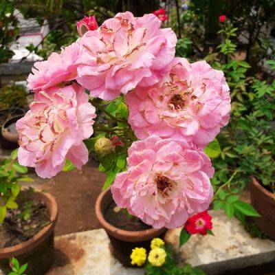 Sreeja’s Rose Garden - finegardening.com - India