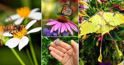 Invite these 10 Pollinators to Have the Most Productive Garden - balconygardenweb.com