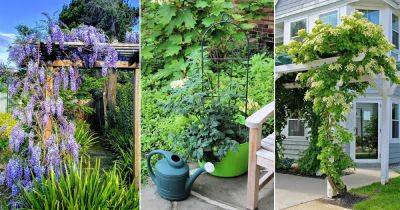 8 Most Important Tips to Follow When Growing Vines and Climbers - balconygardenweb.com - Chile