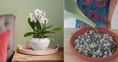 5 Super Cool DIY Orchid Humidity Tray Ideas - balconygardenweb.com