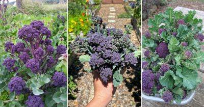 How to Grow Purple Broccoli + Best Purple Broccoli Varieties - balconygardenweb.com