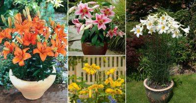 26 Best Lilies for Pots and Containers - balconygardenweb.com