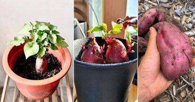 Growing Sweet Potatoes in Containers | How To Plant Sweet Potatoes in Pots - balconygardenweb.com
