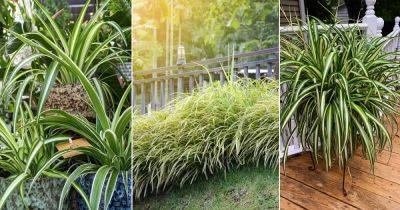 How to Grow Spider Plant Outdoors - balconygardenweb.com - South Africa