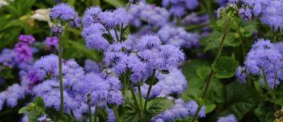 How to Grow Ageratum - gardenersworld.com - Britain - Greece - Mexico - Scotland