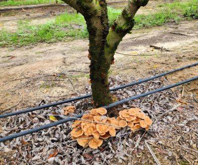 What Is It? Wednesday – Armillaria Root Rot - hgic.clemson.edu
