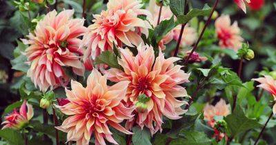 Why Dahlias May Fail to Bloom (And What to Do About It) - gardenerspath.com