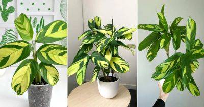 Ctenanthe lubbersiana Care | Growing Bamburanta - balconygardenweb.com - Brazil