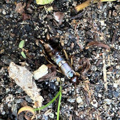 European Earwigs: How to ID Them, Spot Their Damage, and Protect Your Garden - finegardening.com - Usa