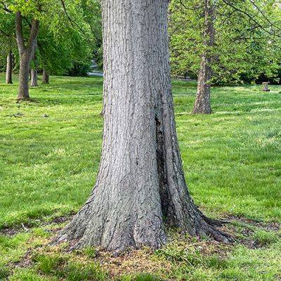 Two Tree-Planting Pitfalls to Avoid - finegardening.com