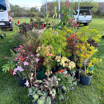 Tips for Attending Local Plant Sales - finegardening.com - New York - state Pennsylvania - state Connecticut