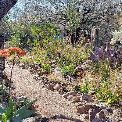 Trees That Create Light Shade in the Southwest - finegardening.com - Mexico - state California - state New Mexico