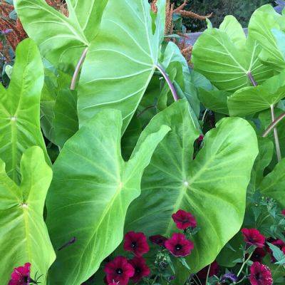 The Best Colocasias to Add Tropical Flair to Your Summer Garden - finegardening.com - Usa - state Hawaii