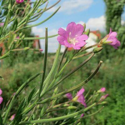 An Invasive Willowherb to Watch For: Hairy Willowherb - finegardening.com - state Colorado