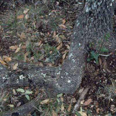 What Is Oak Wilt and How Do You Treat It? - finegardening.com - county Ontario