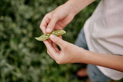 Do You Have Seed Security in Your Garden? - treehugger.com