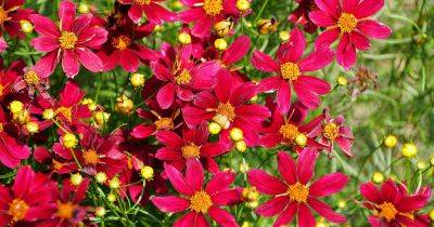 How to Deadhead Coreopsis (Tickseed) Flowers| Gardener’s Path - gardenerspath.com