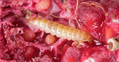 How to Control Raspberry Fruitworms - gardenerspath.com - Usa - Britain - Canada - state California - state Arizona