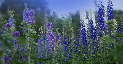 19 of the Best Delphinium Cultivars for Your Flower Beds - gardenerspath.com