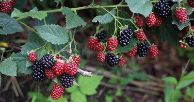 How to Plant and Grow Blackberry Bushes - gardenerspath.com