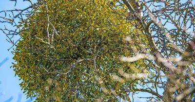 How to Control Invasive Mistletoe - gardenerspath.com