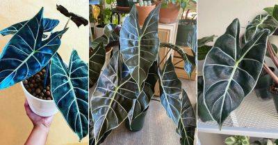 Alocasia Dragon Tooth Care and Growing Guide - balconygardenweb.com