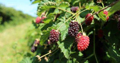 The Uses and Benefits of Boysenberries - gardenerspath.com - state California