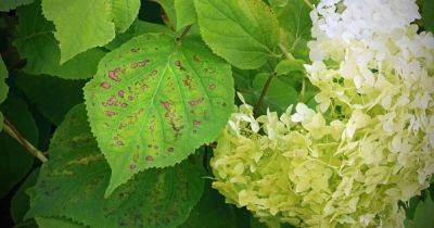 How to Identify and Treat Hydrangea Diseases | Gardener's Path - gardenerspath.com