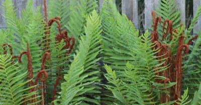 How to Grow and Care for Cinnamon Ferns - gardenerspath.com - county Hardy