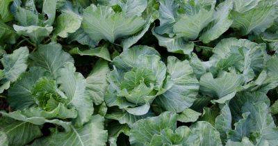 How to Identify and Manage Common Cauliflower Pests - gardenerspath.com