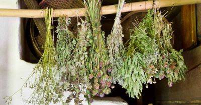 How to Dry Fresh Garden Herbs - gardenerspath.com