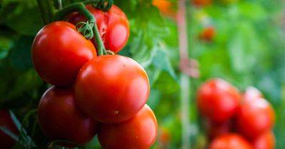 How to Water Tomato Plants - gardenerspath.com