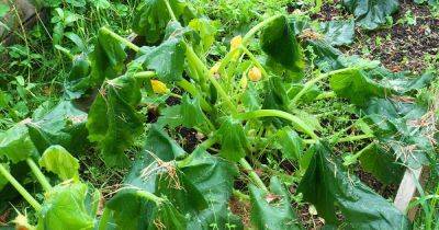 Causes and Solutions for Floppy or Wilting Zucchini Plants - gardenerspath.com