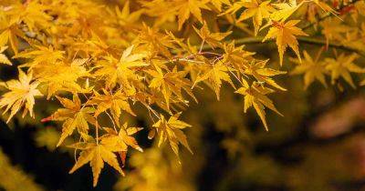 How to Identify and Control Japanese Maple Pests - gardenerspath.com - Japan