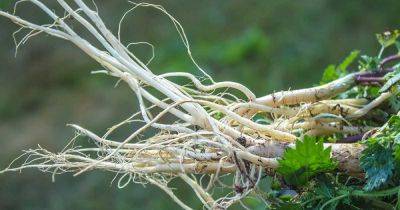 How to Harvest Stinging Nettle Root | Gardener's Path - gardenerspath.com