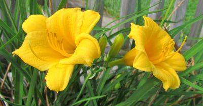 How to Prevent and Treat Rust on Daylilies | Gardener's Path - gardenerspath.com