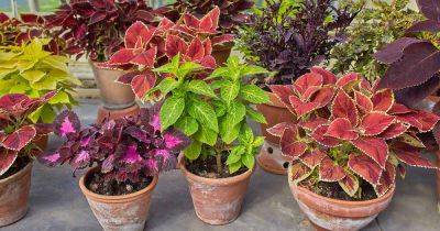 How to Grow Coleus in Containers - gardenerspath.com - city Chicago