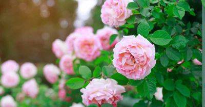 7 Common Reasons Why Roses Drop Their Leaves - gardenerspath.com