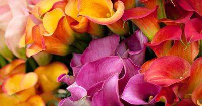 21 of the Best Calla Lilies for Sensational Blooms - gardenerspath.com