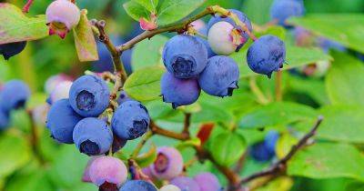 How and When to Fertilize Blueberry Bushes - gardenerspath.com