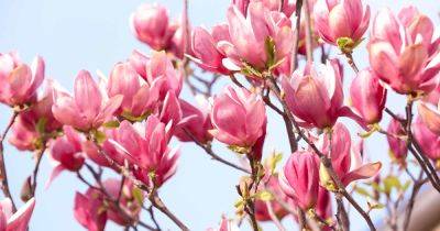 How to Propagate Magnolia Trees from Seed - gardenerspath.com