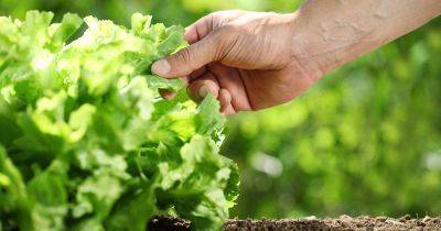 How to Prevent Lettuce from Bolting - gardenerspath.com
