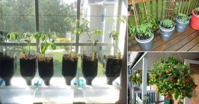 14 Unique DIY Tomato Garden Ideas - balconygardenweb.com
