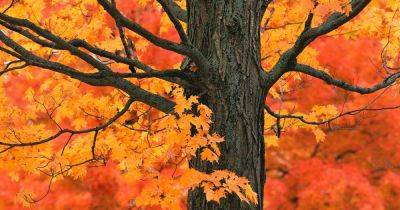 How to Identify and Treat Maple Bark Diseases and Afflictions - gardenerspath.com