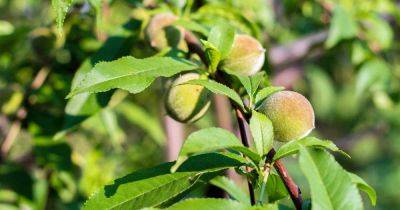 How to Diagnose and Prevent Phony Peach Disease | Gardener's Path - gardenerspath.com - Georgia - state Texas