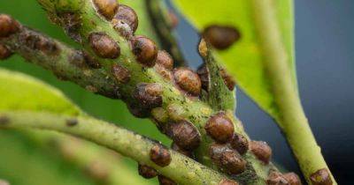 How to Identify and Control Scale Insects - gardenerspath.com - county Garden