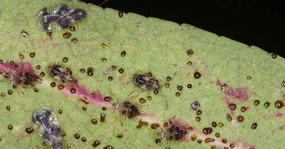 How to Identify and Control Lace Bugs - gardenerspath.com