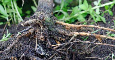 How to Manage Root Rot in Fruit, Nut, and Landscape Trees - gardenerspath.com - Ireland