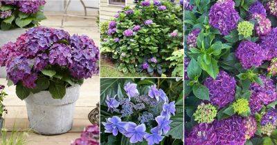18 Best Types of Purple Hydrangea Varieties - balconygardenweb.com